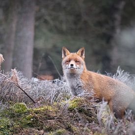 Renard des landes à maturité. sur Adrian Visser