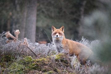 Der Fuchs im Moor zur Reifezeit. von Adrian Visser