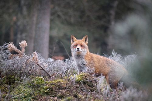 Fox on the moors at maturity.