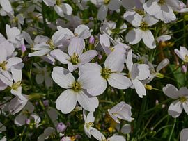 Kuckucksblume von Wim vd Neut