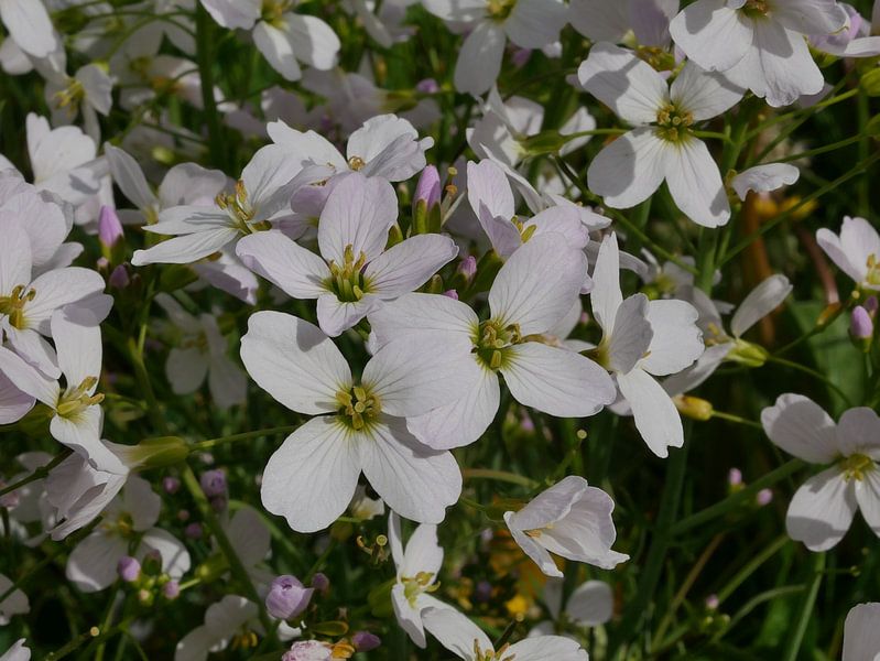 Kuckucksblume von Wim vd Neut