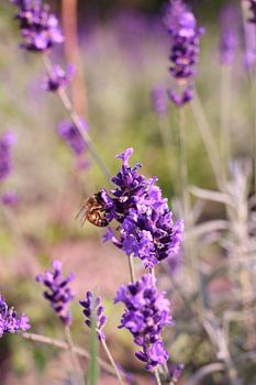 eine schmackhafte, fressende Wespe