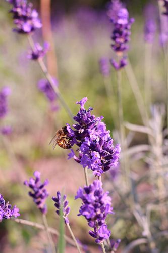eine schmackhafte, fressende Wespe