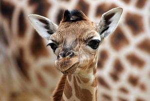 Giraffe cub by Marcel Schauer