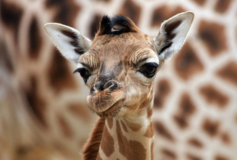 Giraffe welp van Marcel Schauer