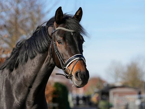 Pferd von Irina Landman