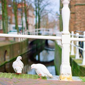 Paysage urbain avec pigeons à Delft sur Floris Trapman