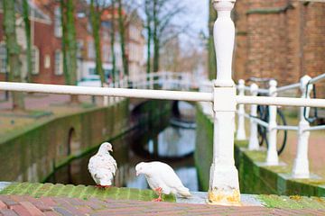 Stadtbild mit Tauben in Delft