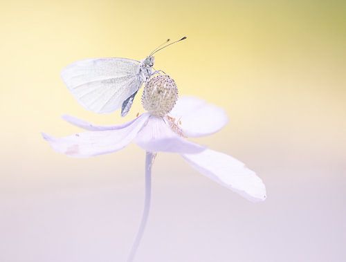 Zachtroze bloem met vlinder