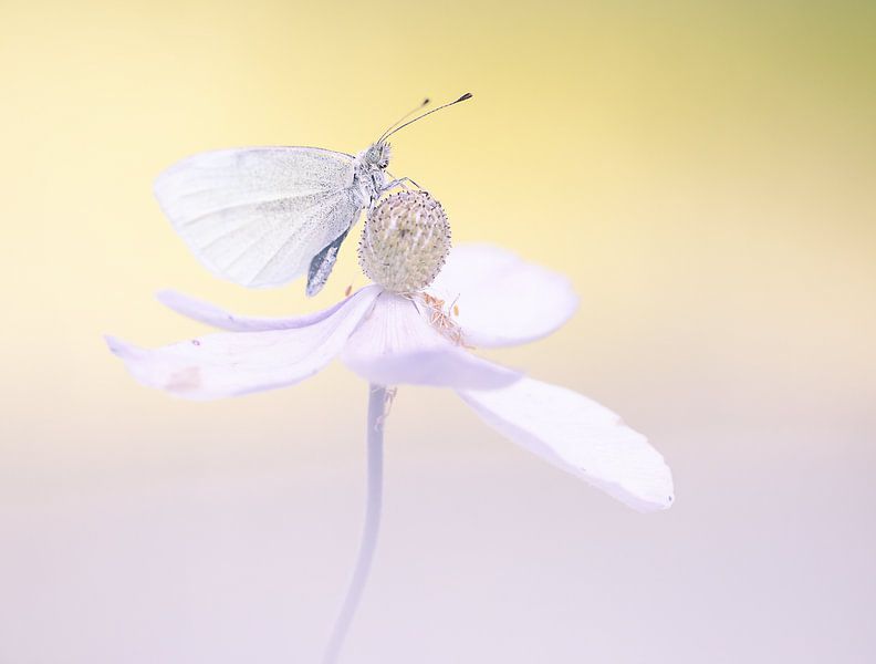 Soft pink flower with butterfly by natascha verbij