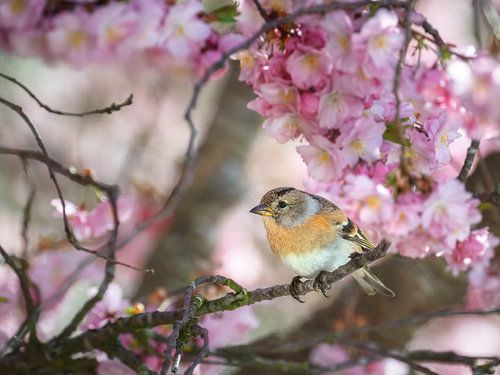 Close-up of a brambling