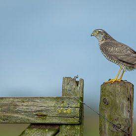 Sperwer van antonvanbeek1957