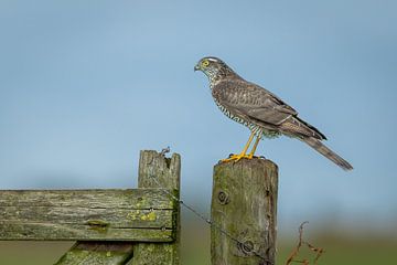 Sparrowhawk by antonvanbeek.nl
