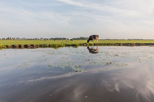 koe in de polder