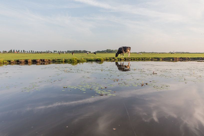 koe in de polder van Contrast inBeeld