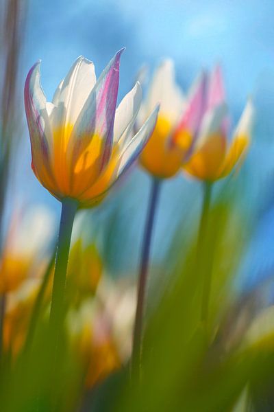 Peppy Tulps by Hiske Boon