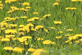 Paardenbloemen von Rob Hendriks