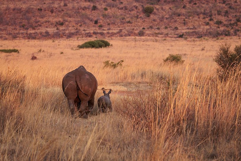 Nashornmama mit süßem Baby von Willemke de Bruin