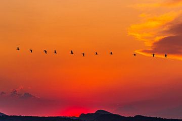 Zonsondergang met vogels van Lisa Dumon