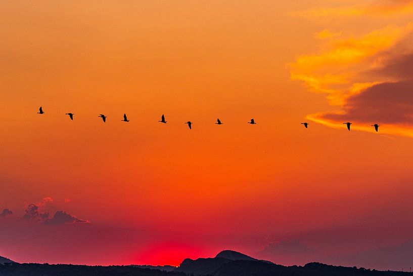 Coucher de soleil avec des oiseaux par Lisa Dumon
