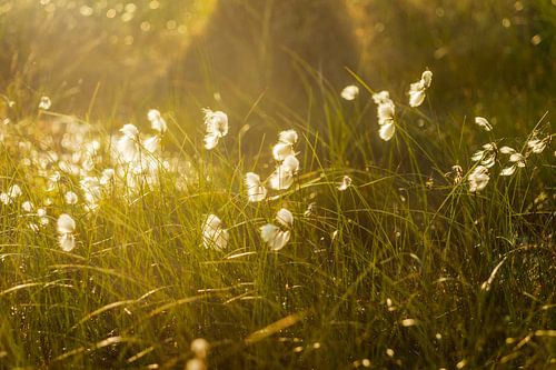 Torfmoos im Abendlicht