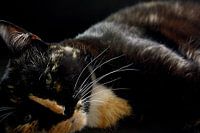 Dreamy look - close-up of resting cat in shadow