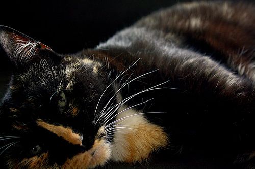 Dromerige blik – close-up van rustende kat in schaduw