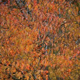 Fall in Bewegung von Ingrid de Vos - Boom