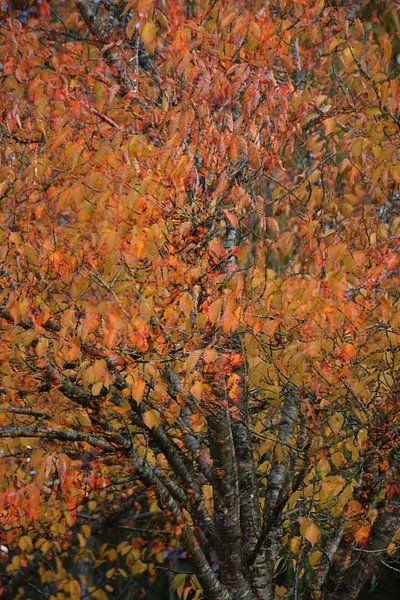 Fall in Bewegung von Ingrid de Vos - Boom