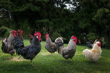 Group of curious roosters by Albert Brunsting