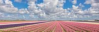 colored bulbs field panorama by eric van der eijk thumbnail