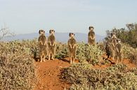 Les suricates se réchauffent au soleil du matin.  par Ron Poot Aperçu