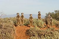 Meerkats warm up in the morning sun. 