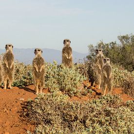 Les suricates se réchauffent au soleil du matin.  sur Ron Poot