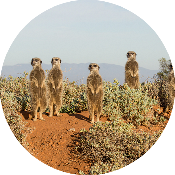 Stokstaartjes warmen zich op in het eerste zonlicht. van Ron Poot