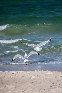 Fischland-Darß-Zingst : des mouettes sur la plage