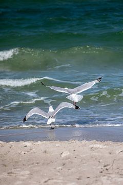 Fischland-Darß-Zingst: meeuwen op het strand van t.ART