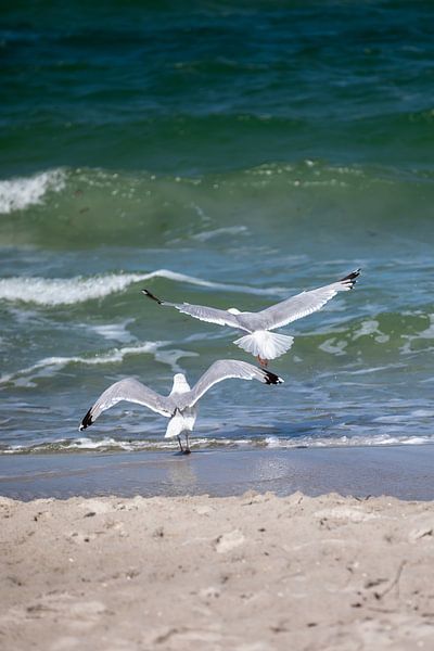 Fischland-Darß-Zingst: Seagulls on the beach by t.ART
