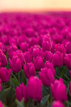 Tulpenveld zonsondergang