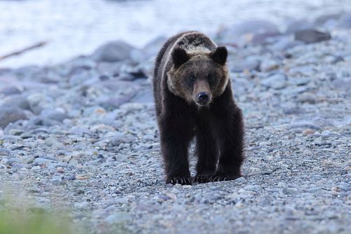 Ussuri bruine beer Ursus arctos lasiotus. Shiretoko Nationaal Park. Schiereiland Shiretoko. Hokkaido. Japan.