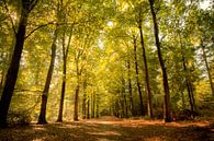 Herfstwandelpad  von Jan  Sterken Miniaturansicht