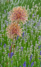Blumenbeet mit Zierlauch und Lavendel von ManfredFotos