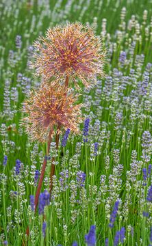 Bloembed met sierknoflook en lavendel van ManfredFotos
