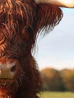 Scottish Highlander