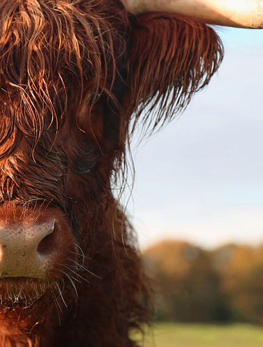 Highlander écossais sur Karin Bazuin