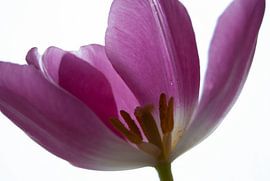 Violette Tulpe von Tineke Visscher