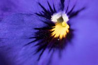 Violen