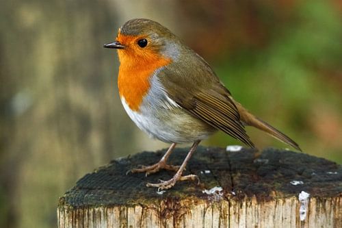 Robin on a pole