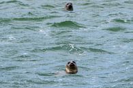 Robbenjagd im Wattenmeer von Merijn Loch Miniaturansicht