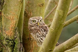 Kleine Eule auf dem Baum von Tanja van Beuningen